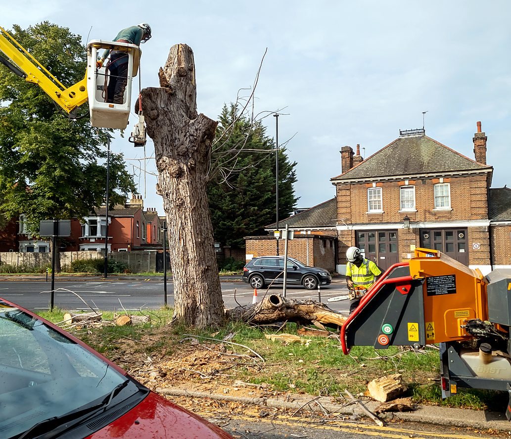 Squadra di arboricoltori che abbatte un albero stradale in città