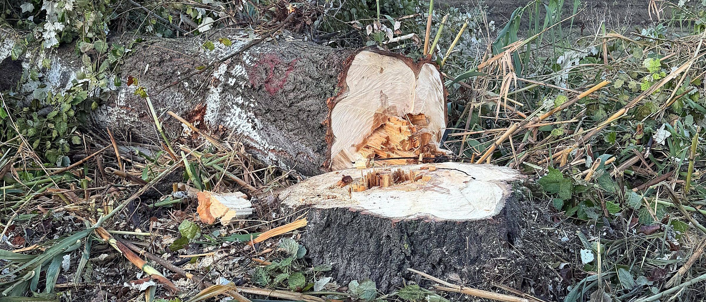 Ceppo di un pioppo appena tagliato lungo un viale, con il tronco abbattuto a terra
