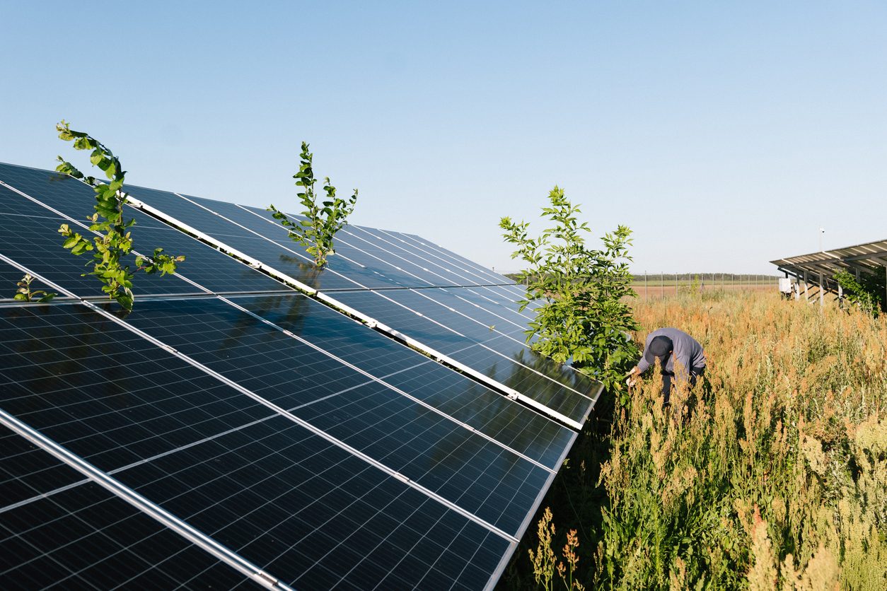 Tecnico in sopralluogo su un impianto fotovoltaico a terra invaso dalla vegetazione, con arbusti cresciuti tra i moduli