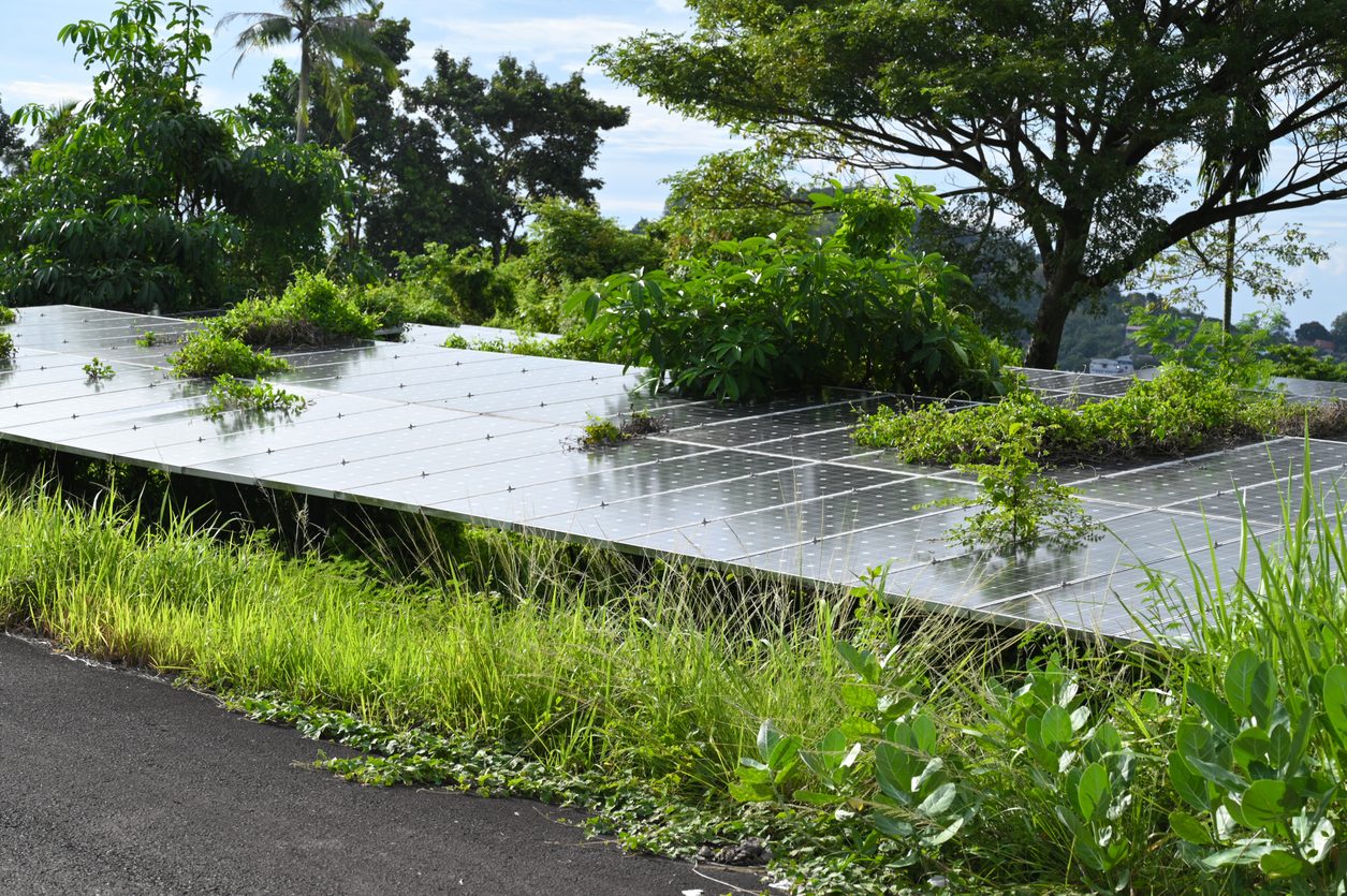 Impianto fotovoltaico trascurato con vegetazione cresciuta sopra i moduli