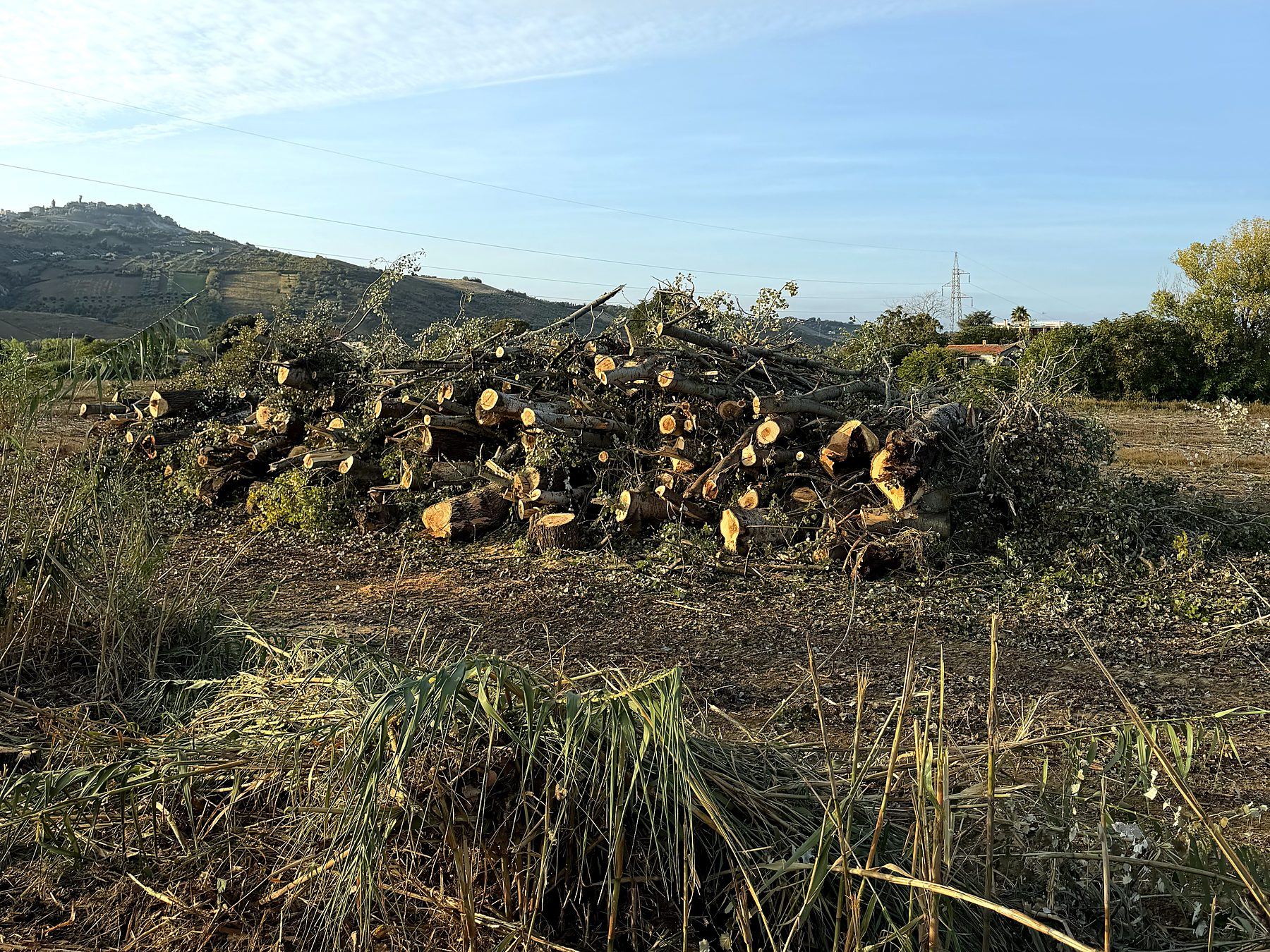 Tronchi di pioppo abbattuti e accatastati in un campo a bordo strada